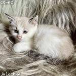 Zetta Gibson Profile Picture