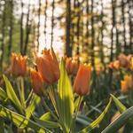 Clovis Gottlieb Profile Picture