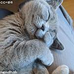 Flavio Murazik Profile Picture