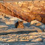 Cale Harris Profile Picture