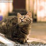 Emanuel Watsica Profile Picture