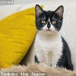 Domenic Goyette Profile Picture