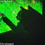 Dorris Bashirian Profile Picture