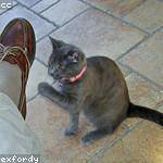 Favian Watsica Profile Picture