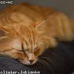 Hiram Swift Profile Picture