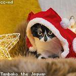 Libbie Toy Profile Picture