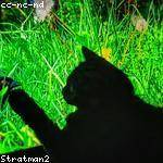 Sallie Boehm Profile Picture