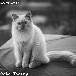 Rod Heaney Profile Picture