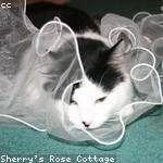 Anastasia Daniel Profile Picture