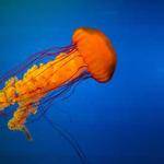 Adolfo Swift Profile Picture