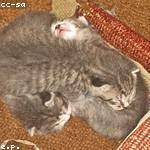 Dallas Cole Profile Picture