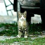 Cary Rippin Profile Picture