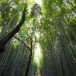 Krista Armstrong Profile Picture