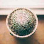 Sandra Koch Profile Picture