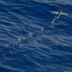 Deven Schultz Profile Picture