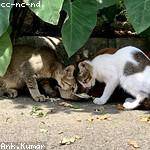 Roxanne Boyle Profile Picture