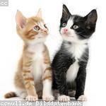 Alisha Crist Profile Picture