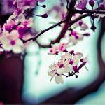 Americo Hodkiewicz Profile Picture