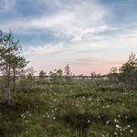 Louie Casper Profile Picture