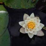 Jolie Rice Profile Picture