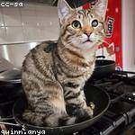 Dorthy Kovacek Profile Picture