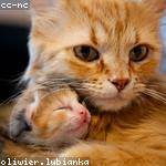 Urban Hane Profile Picture