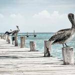 Frederic Schmitt Profile Picture