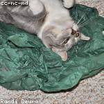 Margarett Veum Profile Picture