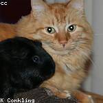 Layne Crooks Profile Picture