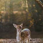 Harry Schaefer Profile Picture