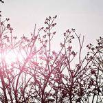 Rosalee DuBuque Profile Picture