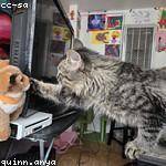 Elvis Padberg Profile Picture