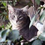 Tremaine Orn Profile Picture