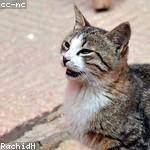 Domenick Stamm Profile Picture