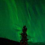 Prudence Donnelly Profile Picture