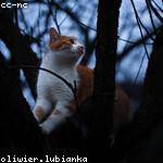 Khalid Kulas Profile Picture