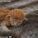 Amaya Shields Profile Picture