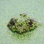 Felix Fadel Profile Picture