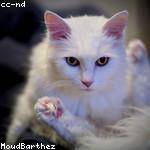 London Dietrich Profile Picture