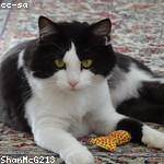 Johnson Simonis Profile Picture