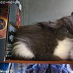 Shyann Franecki Profile Picture