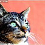 Garland Harvey Profile Picture