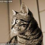 Andreanne Lueilwitz Profile Picture