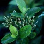 Andrew Hane Profile Picture