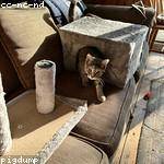 Demond Pfeffer Profile Picture