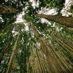 Leonard Weissnat Profile Picture