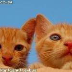 Reynold Hahn Profile Picture