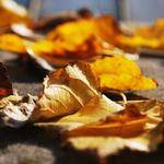 Avery Ebert Profile Picture