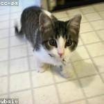 Shany Gutmann Profile Picture