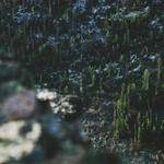 Tomasa Smith Profile Picture